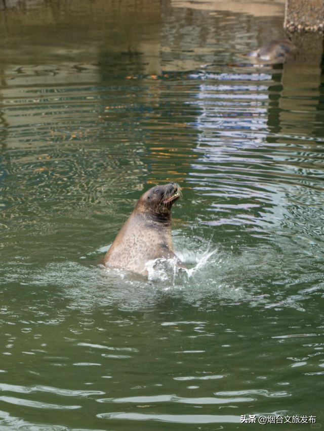 【乐游烟台】“豹豹山”？烟台已经进化成这样了