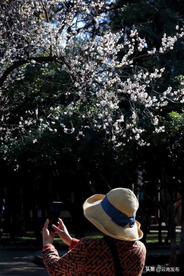 昆明大观公园梅花开了