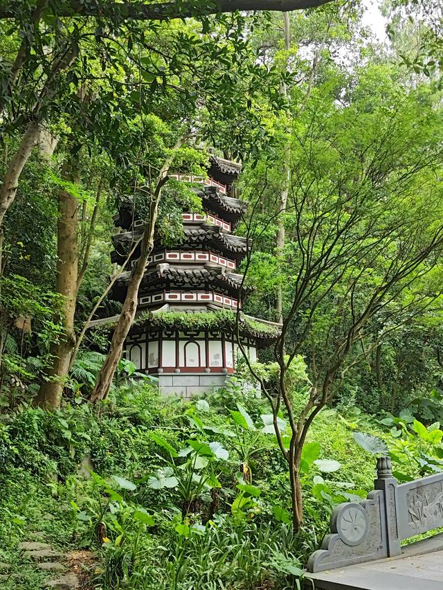 深圳最容易被忽略的高颜值公园,丛林秘境随处都是风景大片