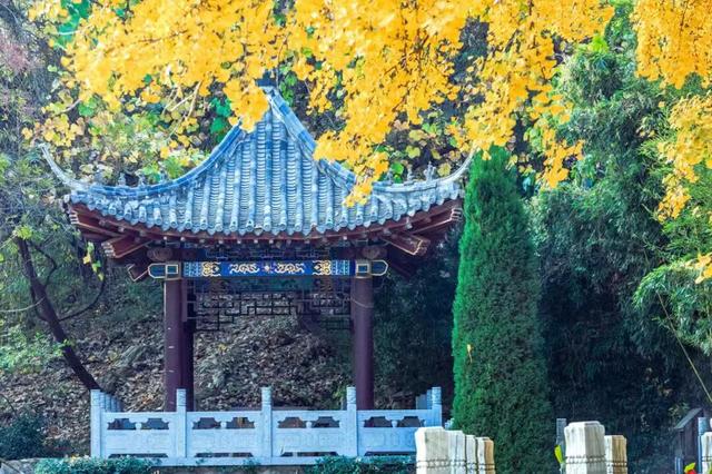 临沂人秋日里心心念念的风景已经来了，快看看吧