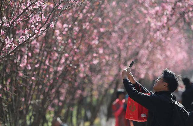 昆明动物园开启 “圆通樱潮”赏花季