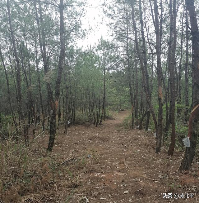 广西南宁市武鸣区深山里有战国古墓群，数量庞大极为罕见