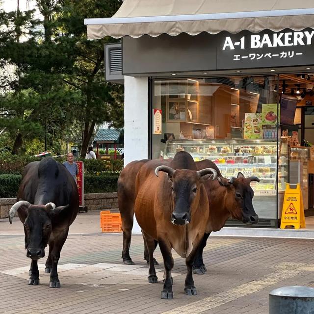 最好玩的香港，一定不在城里！