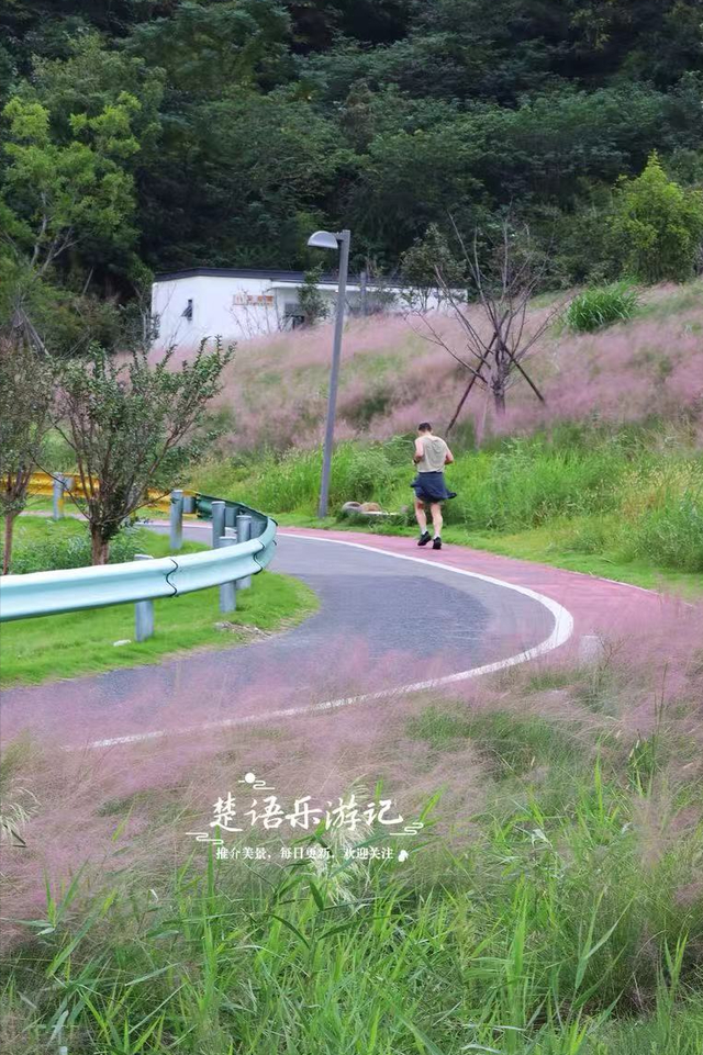 宁波又一处粉黛花海上线，就在网红公园里，湖光与山色相互映衬
