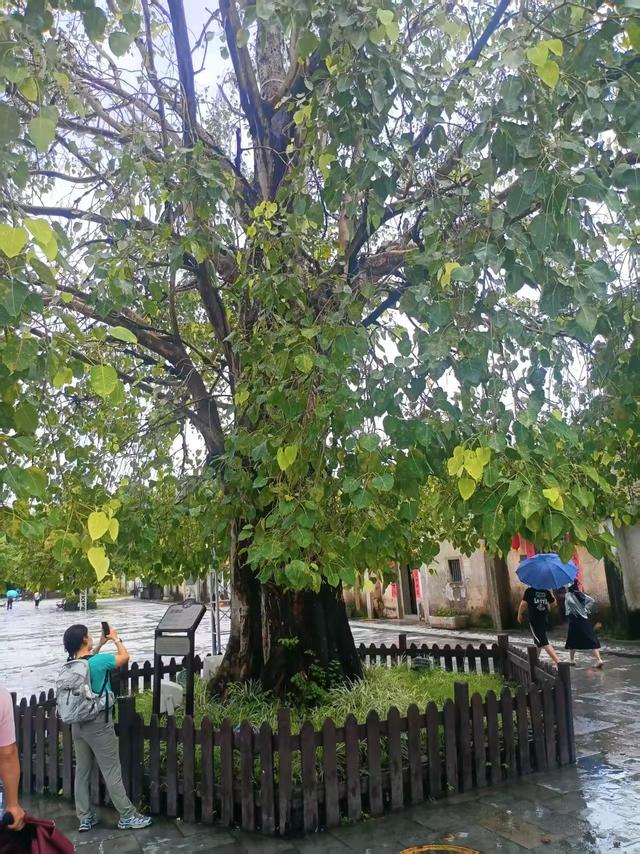 广东再行记之十二 深圳篇之九 深圳观澜版画村及陈家祠（1）