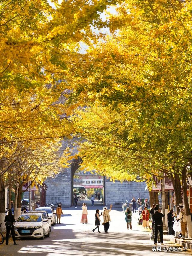有一种叫云南的生活｜大理古城银杏，太美了！
