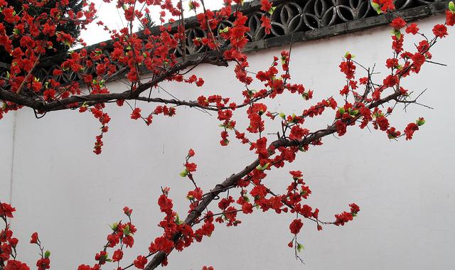 北京大观园“梅花”提早绽放 古风新春景致惊艳亮相