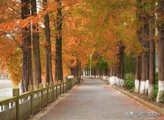 免费！成都府河上的水杉红惊艳来袭，地铁公交车直达！