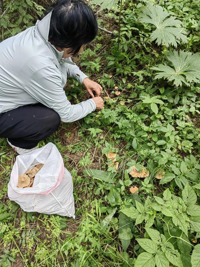 采蘑菇