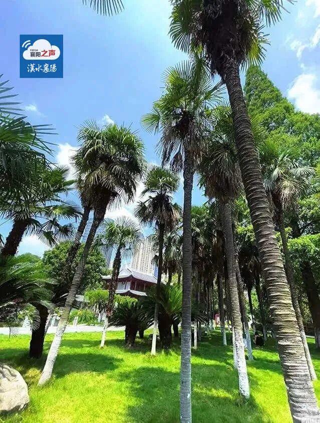 襄阳：以绿为笔绘就新画卷！