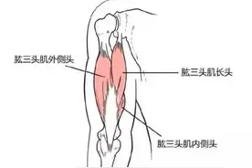 干货！肱三头肌的生长原理图片