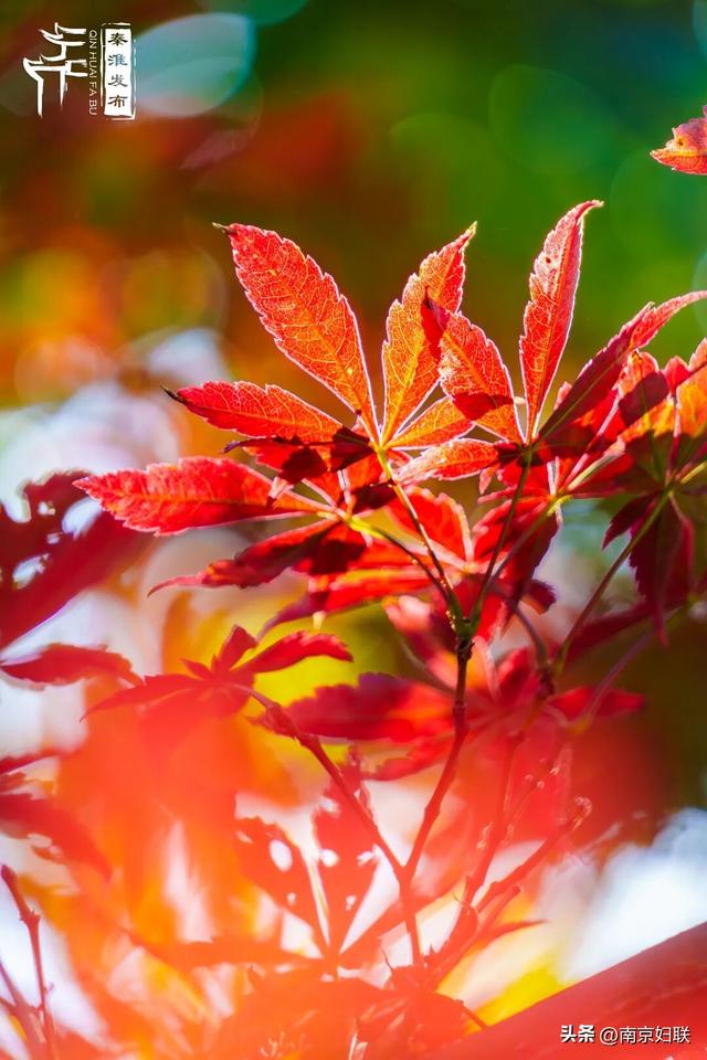人在南京，红叶正盛，等你来～