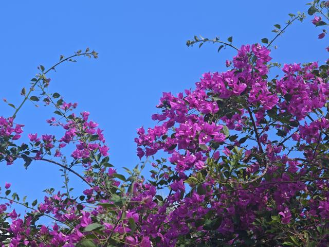 从学苑大道入大沙河绿过大学城后进深圳弯公园流花山景点【高清】