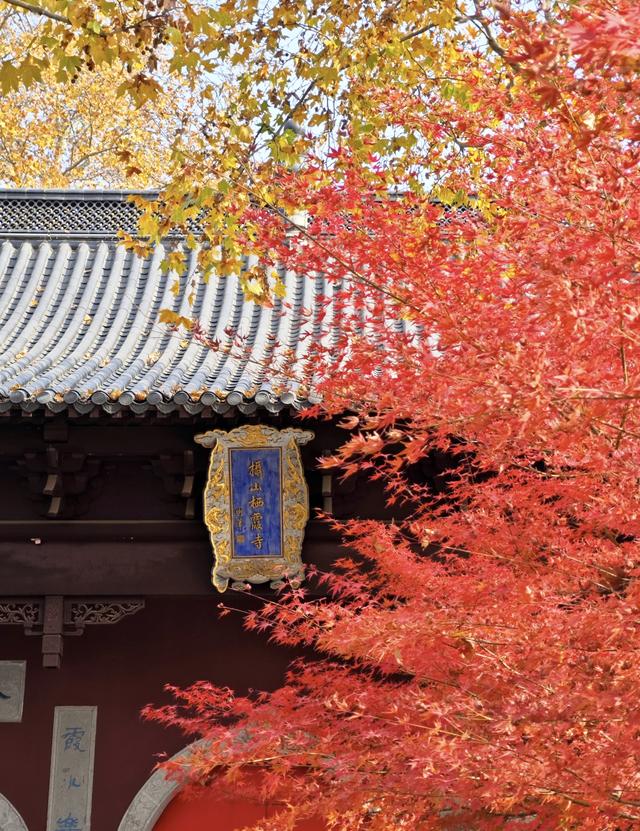 栖霞山的枫叶，红红火火，亮亮堂堂，简直美疯了！