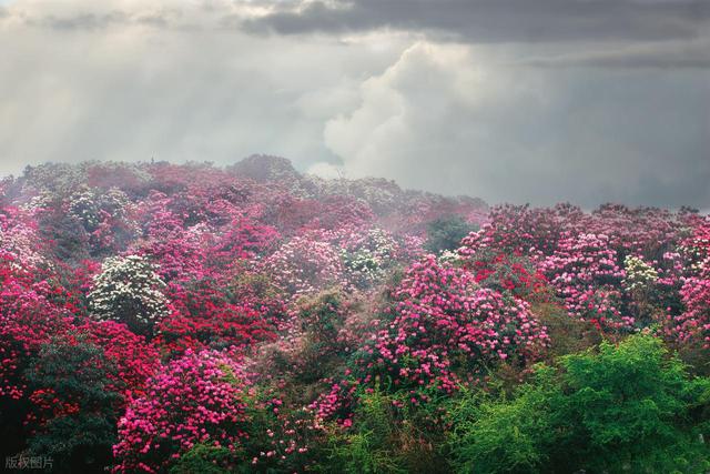 被严重低估的贵州毕节：这100多平方公里的杜鹃，不看真的会后悔
