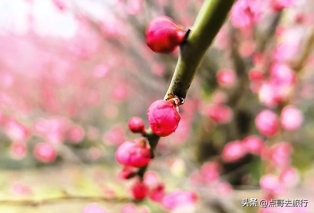 成都山地红梅开花了，粉红云霞铺天盖地，非常震撼，免费！