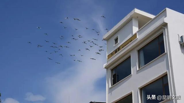 天晴就去！鸥鸟翩跹，这个免费国家级公园，藏着昆明最美的冬天