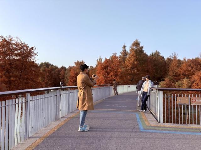 “初冬的童话”！青山湖水上森林“一天更比一天红”