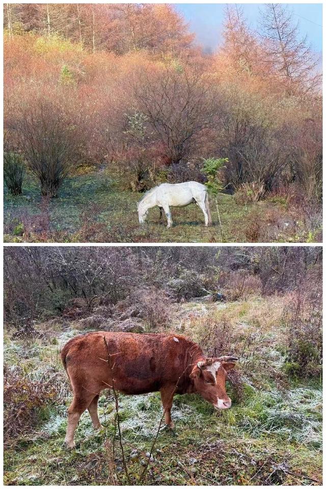 层林尽染看平武