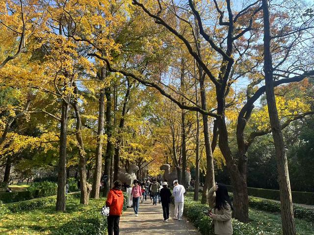 秋冬交替的明孝陵神道：一半秋意浓，一半冬风凉
