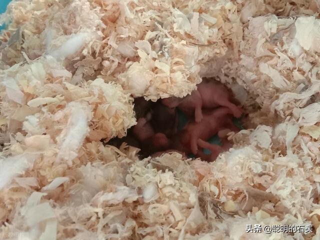 新手必看！仓鼠饲养指南：4 大核心需求搞懂，轻松当合格饲主
