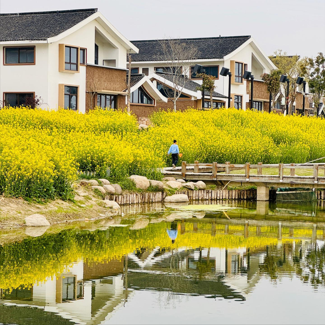 南北湖踏春，穿梭于依山傍水的油菜花海！