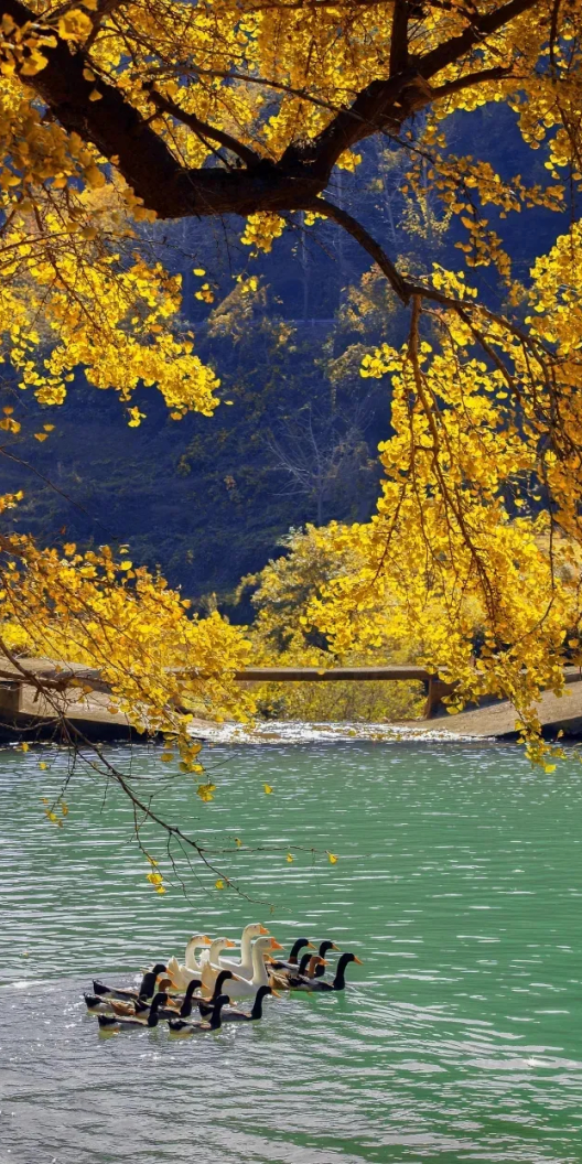 接下来的安陆，含“金”量超标！