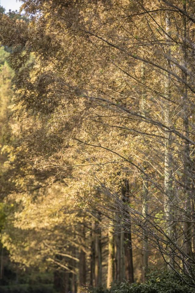 彩叶斑斓 层林尽染 重庆这个冬日童话小镇太美啦！