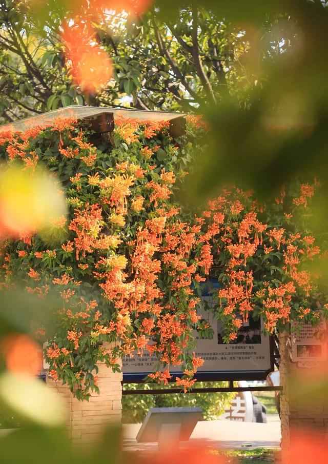 弥勒炮仗花瀑布，太出片了！多个打卡点→