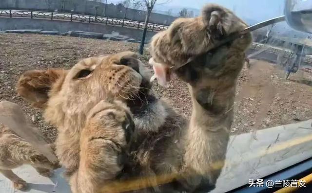 好客山东好品山东｜赶兰陵千年大集，赴一场烟火与诗意的约会