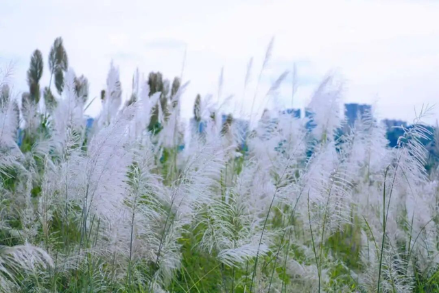 谁来管管这片地肤草啊！美得人挪不开眼