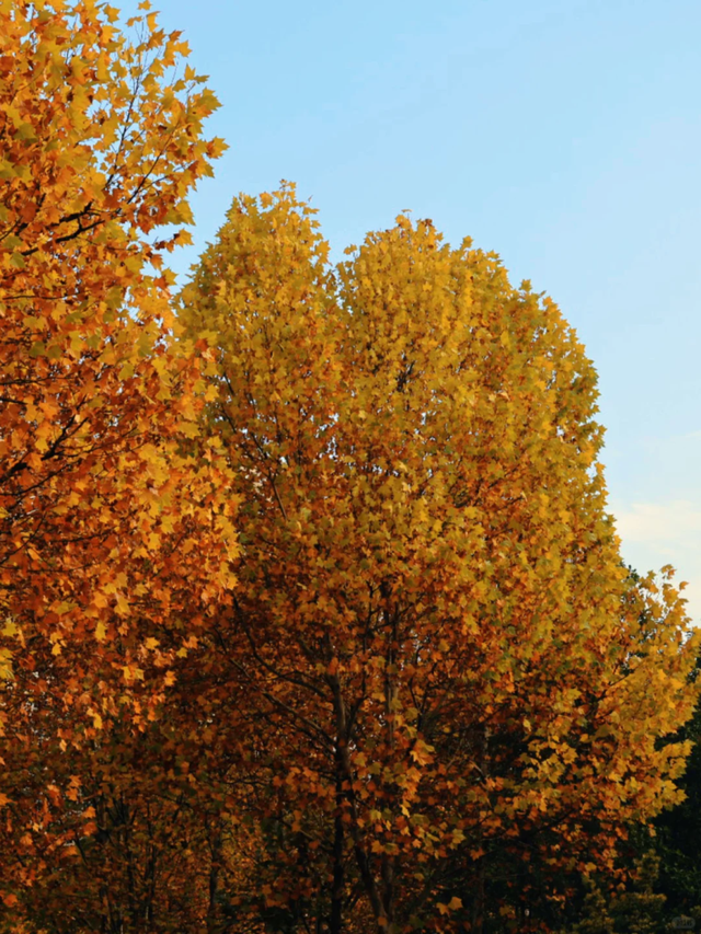 轨道直达！重庆“顶流”梧桐大道已经美到next level了！