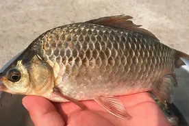 为什么有些鲫鱼被钓鱼佬称为工程鲫？工程鲫鱼是新的鲫鱼品种吗？图片