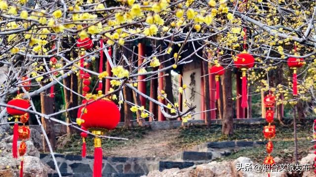 【乐游烟台】周末好去处丨全是花花！烟台神仙小店被花包围了