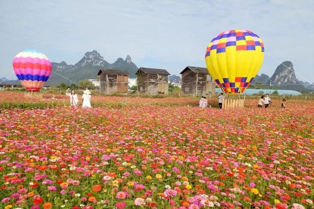 柳江藏了个宝藏地！花海邂逅热气球，浪漫又出片