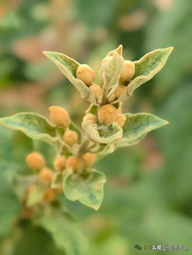 这处以玻璃栈道、落日观景和悬崖木亭而闻名的网红地，你可去过