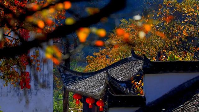 赏秋正当时！跟着杨紫独白，一起解锁塔川「最美秋色」 | 皖美冬日 | 第十五届安徽国际文化旅游节