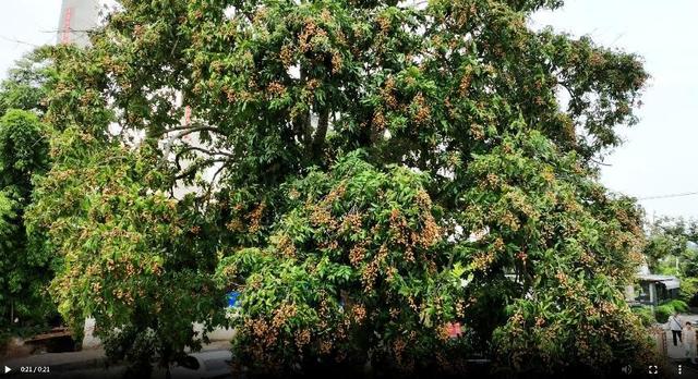 川南游客冲！泸州沱江「闲云茶社」秋日打卡赏桂圆，喝茶吃鲜菜