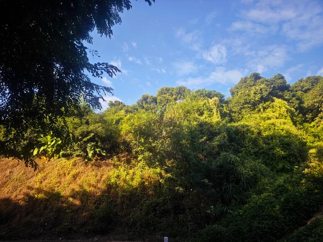 从丽康路穿荔园溪谷至西丽湖绿道骑行随拍