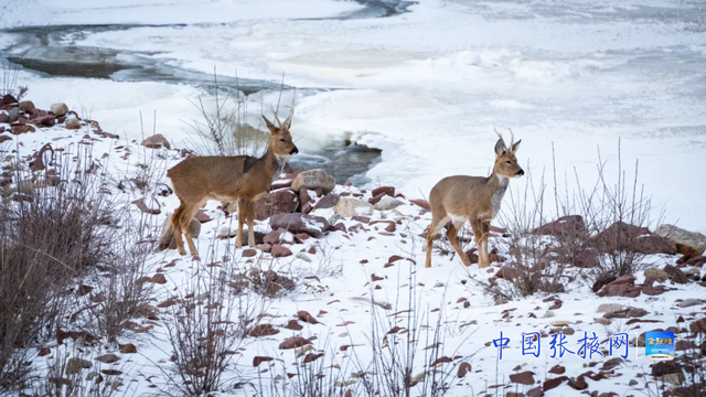 这个冬天 来张掖山丹马场看壮美静谧的冬日画卷