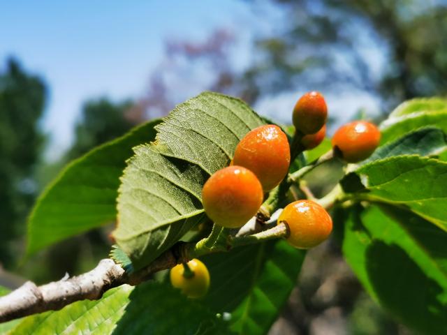 人在旅途（1）：我的家乡，山东安丘一个小山村。
