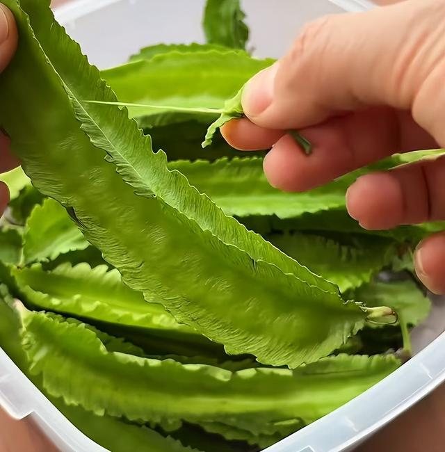 白露过后，要使劲吃这菜！一润燥、二清热、三亮眼睛，鲜嫩别错过