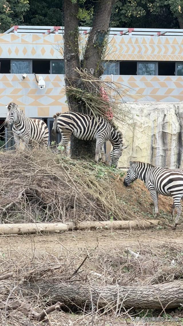 降温天逛红山动物园有多爽？