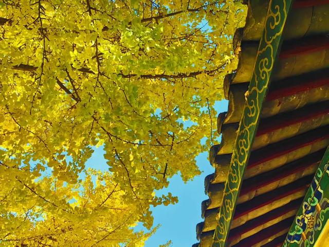 丽江480岁古银杏黄了！白沙古镇里藏着一个金色的浪漫