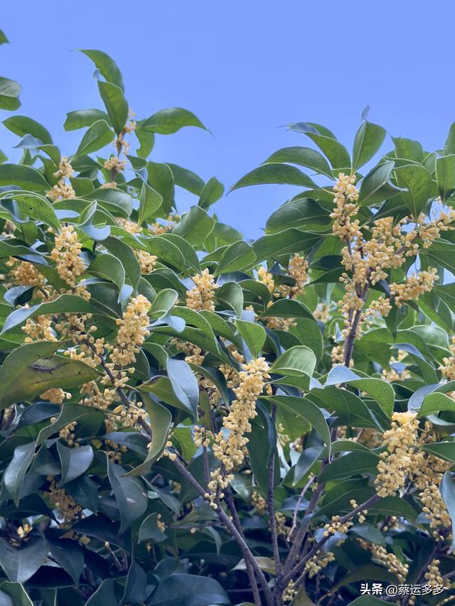 重阳节，上海赏秋之美