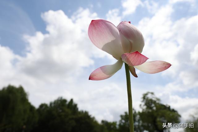 上海闵行文化公园水花园荷花进入盛花期，现实版“莫奈花园”
