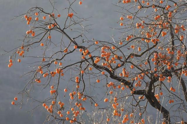 成县晚秋，是藏在秦岭南麓的色彩诗行