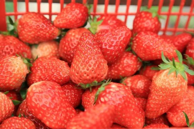 “恩桃儿”熟了!两江新区樱桃进入最佳采摘期,速冲!