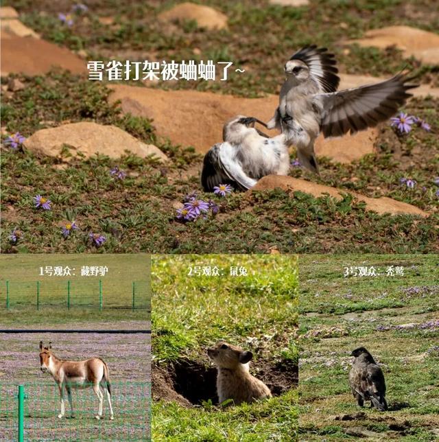 库拉岗日，“戏”真多！