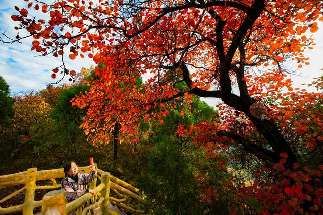 层林尽染映照金 红叶秋景正当时